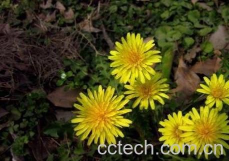 蒲公英花的功效与作用-1