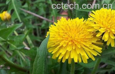 蒲公英花的功效与作用-0