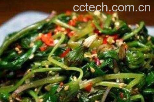 蒲公英怎么吃 蒲公英怎么泡水喝-0