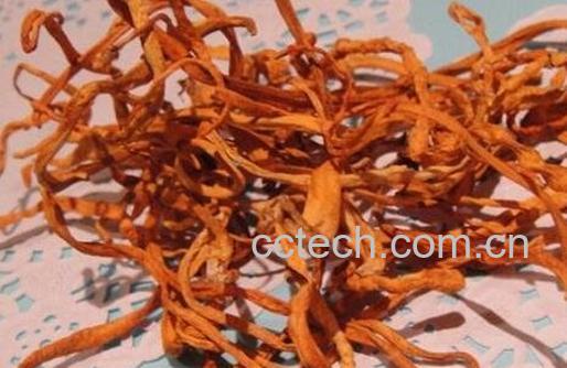  北冬虫的功效与作用-1