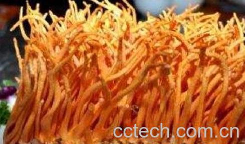  北冬虫的功效与作用-0