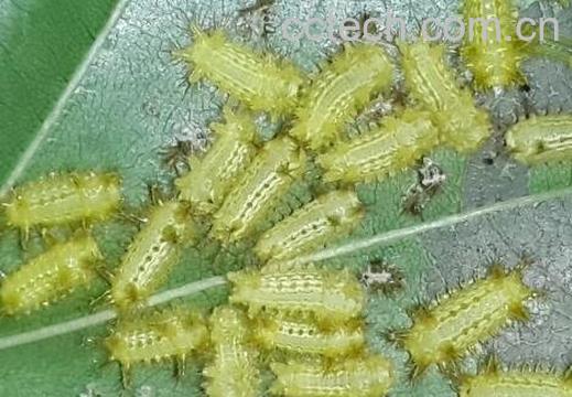 八角虫的功效与作用 八角虫怎么预防-0