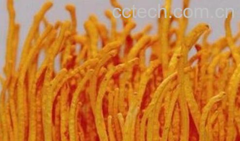 北虫草泡酒的功效与作用-0