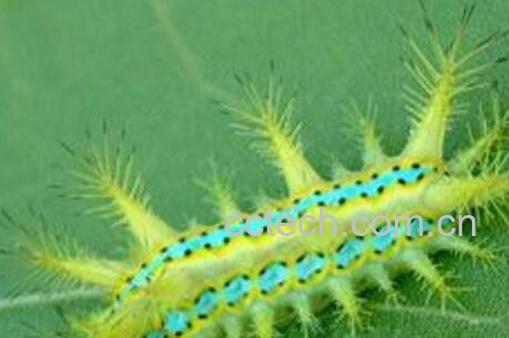 八角虫的功效与作用 八角虫怎么预防-1