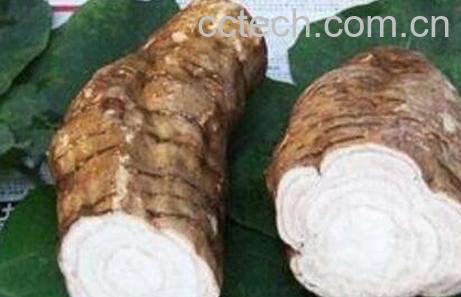 葛根有哪些作用与功效-0