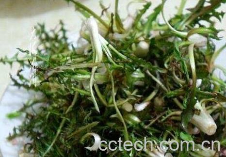 蒲公英有哪些功效与作用-1