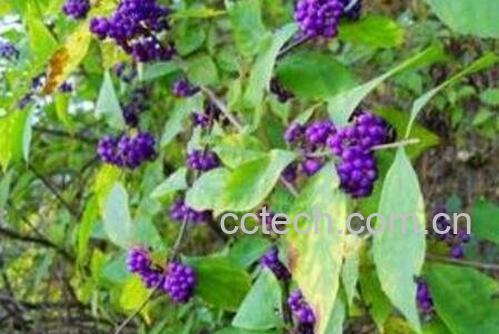 紫珠草的功效与作用及药用价值-0