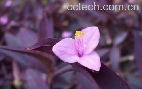 紫叶草的功效与作用-1