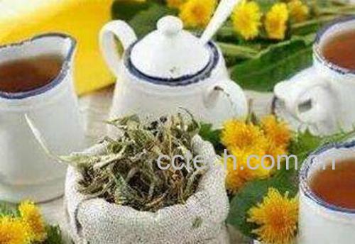 蒲公英泡水喝的功效与禁忌-1