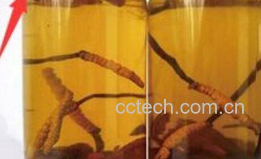 白虫草泡酒有什么功效与作用-0