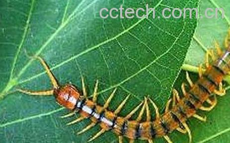 百脚虫的功效与作用-0