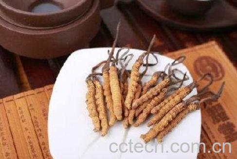 白虫草泡酒有什么功效与作用-1