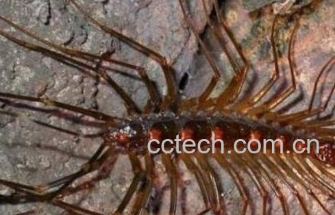 百脚虫的功效与作用-1