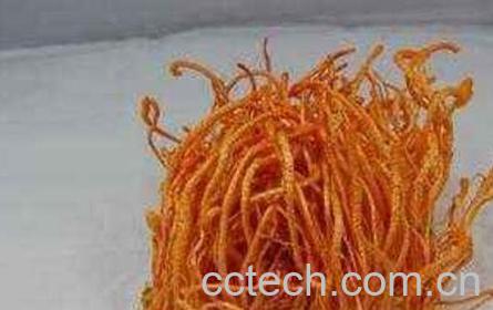 北虫草的功效与作用-0