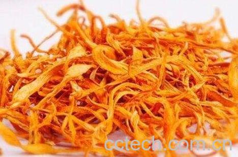 北虫草的功效与作用-1