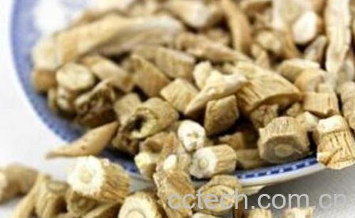 板蓝根有哪些功效与作用-0