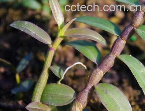 石斛有哪些功效与作用-0