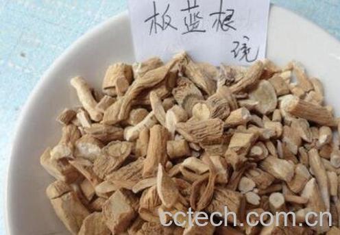 板蓝根有哪些功效与作用-1