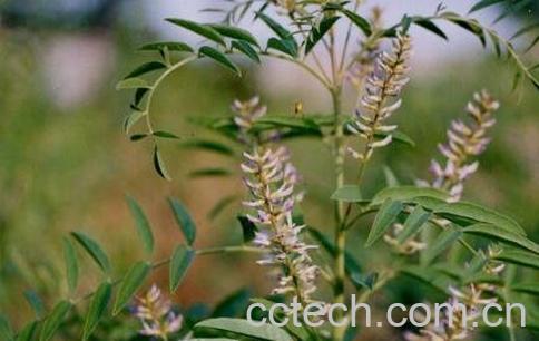 中药鱼甘草的功效与作用-0