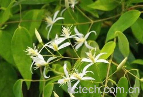 中药鱼甘草的功效与作用-1