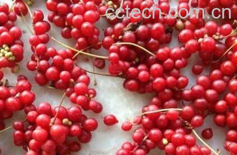 五味子的功效与禁忌-0