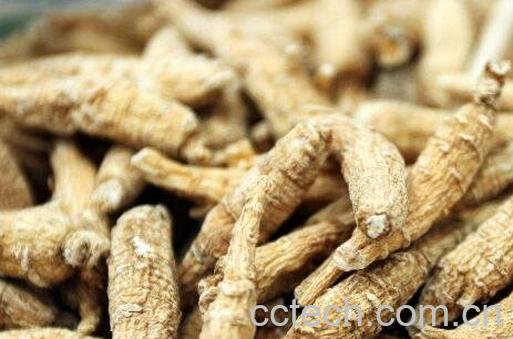 西洋参有哪些功效与作用-1