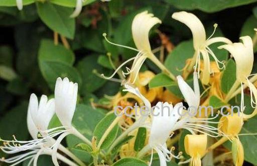 金银花有哪些功效与作用-0