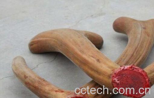 鹿茸有哪些功效与作用-0