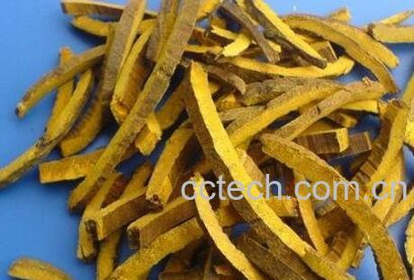 黄柏的功效与作用及常用配方-0