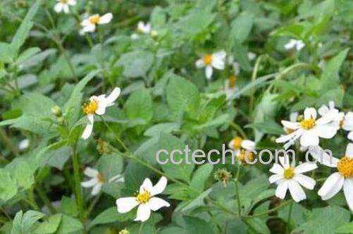 柳叶鬼针草的功效与作用-1