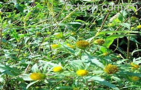 柳叶鬼针草的功效与作用-0