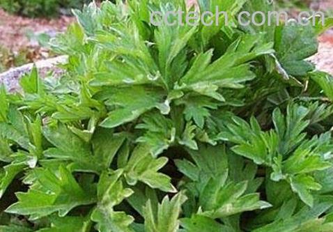 艾叶泡脚有什么好处 艾叶泡脚的配方-0