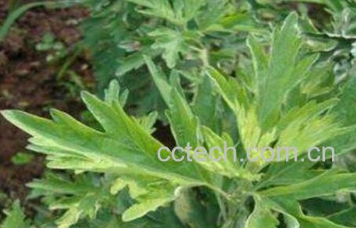 艾叶泡脚有什么好处 艾叶泡脚的配方-1