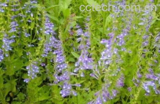 半枝莲的功效与作用及药用价值-0