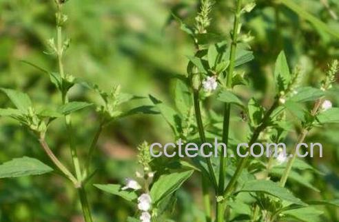 半枝莲的功效与作用及药用价值-1