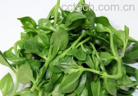  穿心莲的功效与作用及食用方法-0