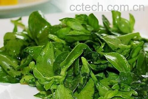  穿心莲的功效与作用及食用方法-1