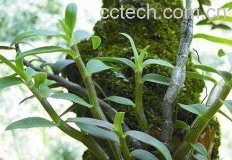 铁皮石斛怎么吃效果最好-1