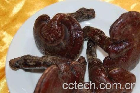 干灵芝怎么吃效果最好-0