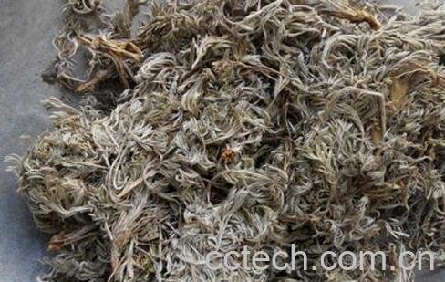 茵陈的功效与作用及药用价值-1