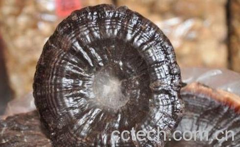 干灵芝怎么吃效果最好-1