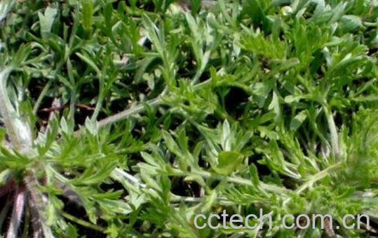 茵陈的功效与作用及药用价值-0