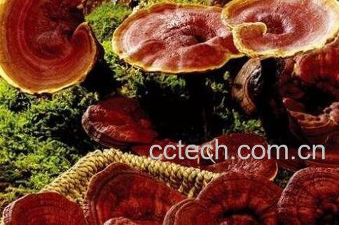 灵芝有哪些功效与作用-0