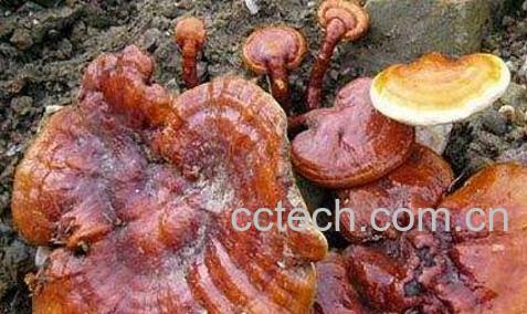 灵芝有哪些功效与作用-1