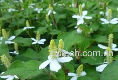 鱼腥草有哪些功效与作用-1