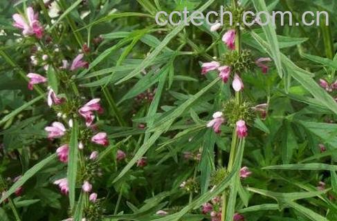 益母草有哪些功效与作用-0