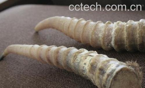 羚羊角的功效与作用及禁忌-0