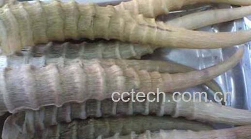 羚羊角的功效与作用及禁忌-1