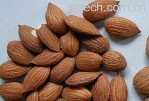 桃仁的功效与作用及药用价值-1