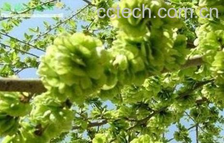 榆树叶可以吃吗 榆树叶的功效与作用-0